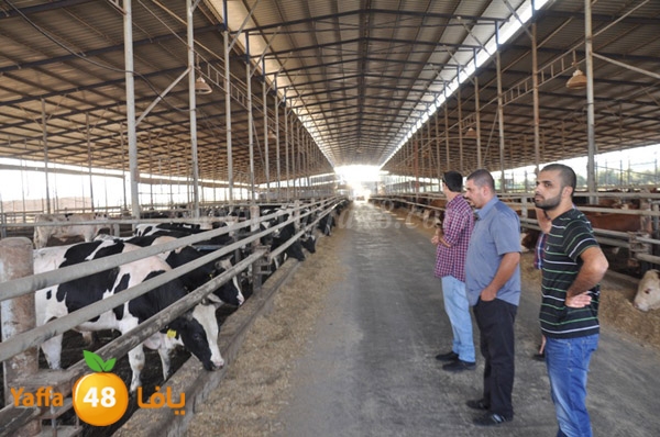 3ojojl shamal (15).JPG